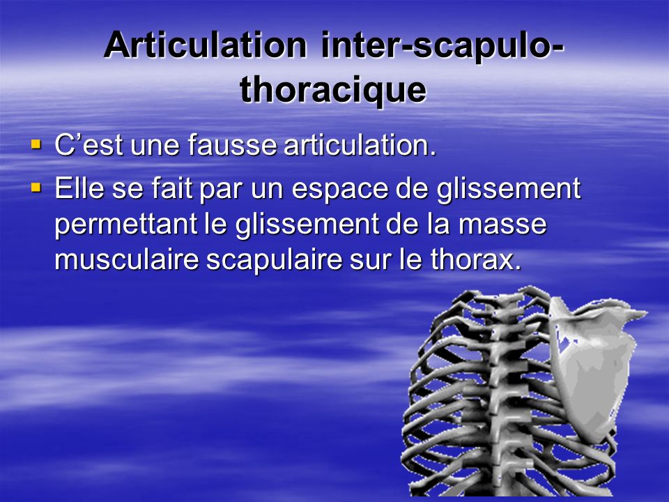Articulation inter-scapulo-thoracique