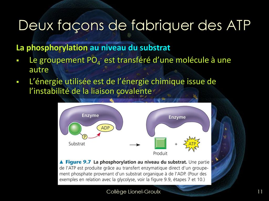 phosphorylation au niveau du substrat et phosphorylation oxydative