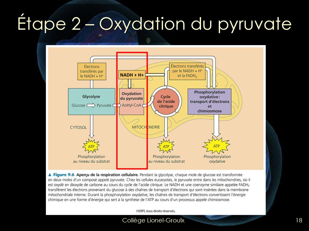 phosphorylation au niveau du substrat et phosphorylation oxydative