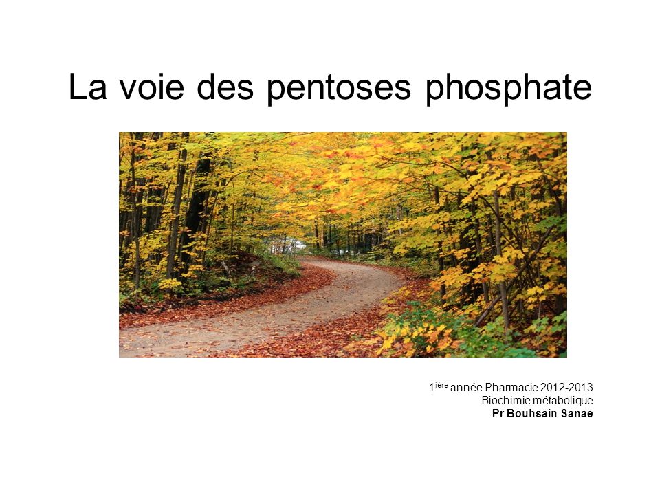 La voie des pentoses phosphate