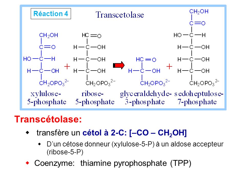 Transcétolase: transfère un cétol à 2-C: [–CO – CH2OH]