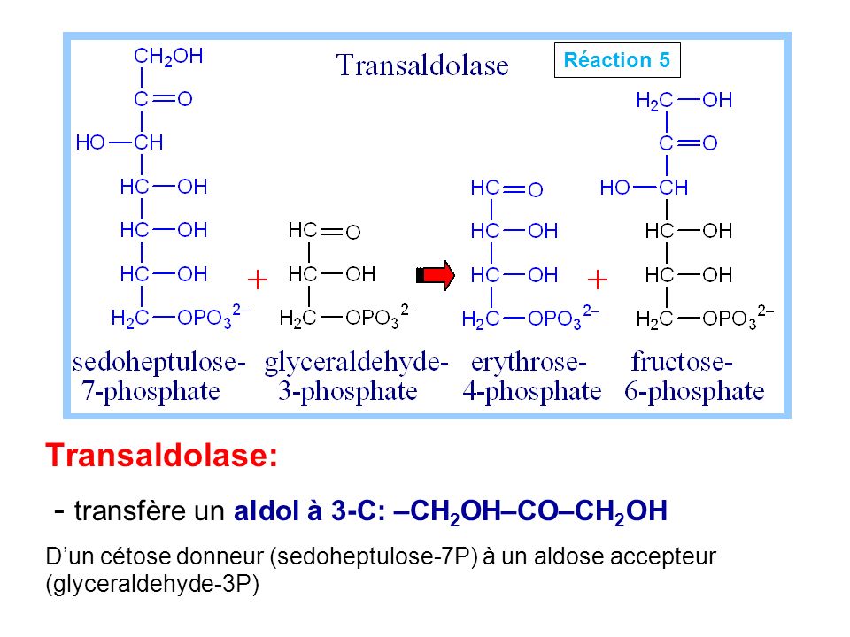- transfère un aldol à 3-C: –CH2OH–CO–CH2OH