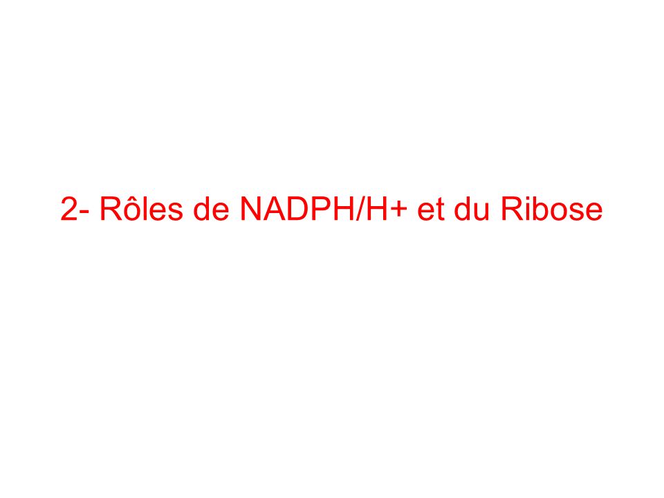2- Rôles de NADPH/H+ et du Ribose