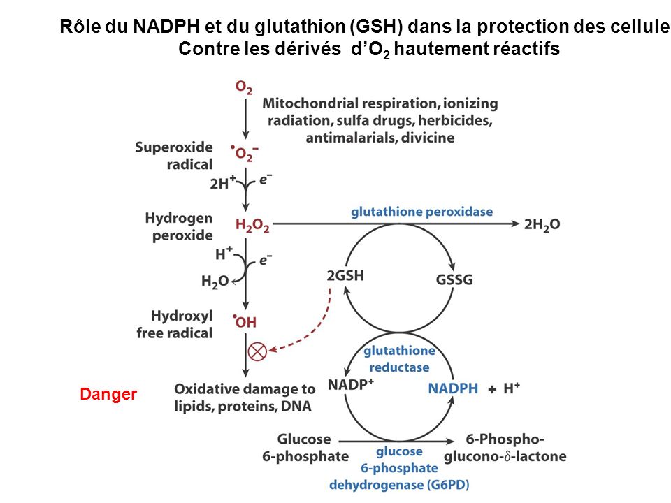 Rôle du NADPH et du glutathion (GSH) dans la protection des cellules