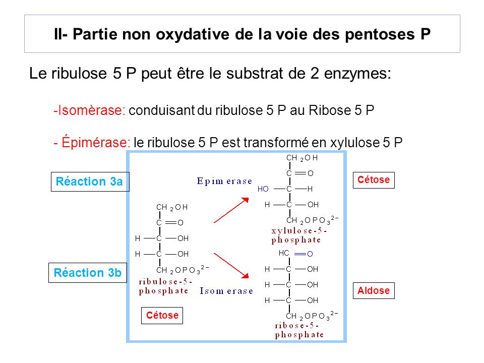 II- Partie non oxydative de la voie des pentoses P