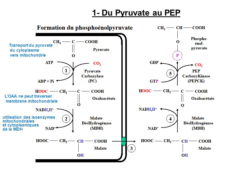 1- Du Pyruvate au PEP Transport du pyruvate du cytoplasme