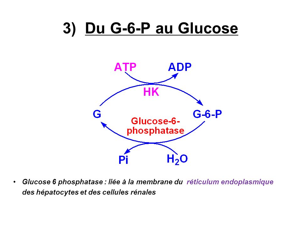 3) Du G-6-P au Glucose Glucose 6 phosphatase : liée à la membrane du réticulum endoplasmique des hépatocytes et des cellules rénales.