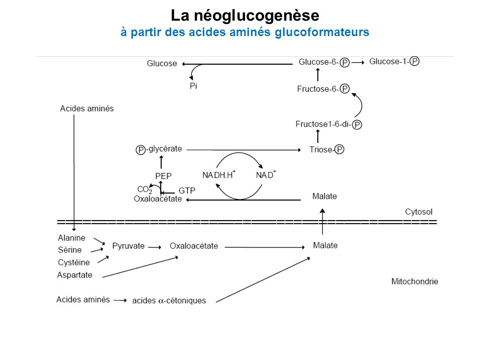 La néoglucogenèse à partir des acides aminés glucoformateurs