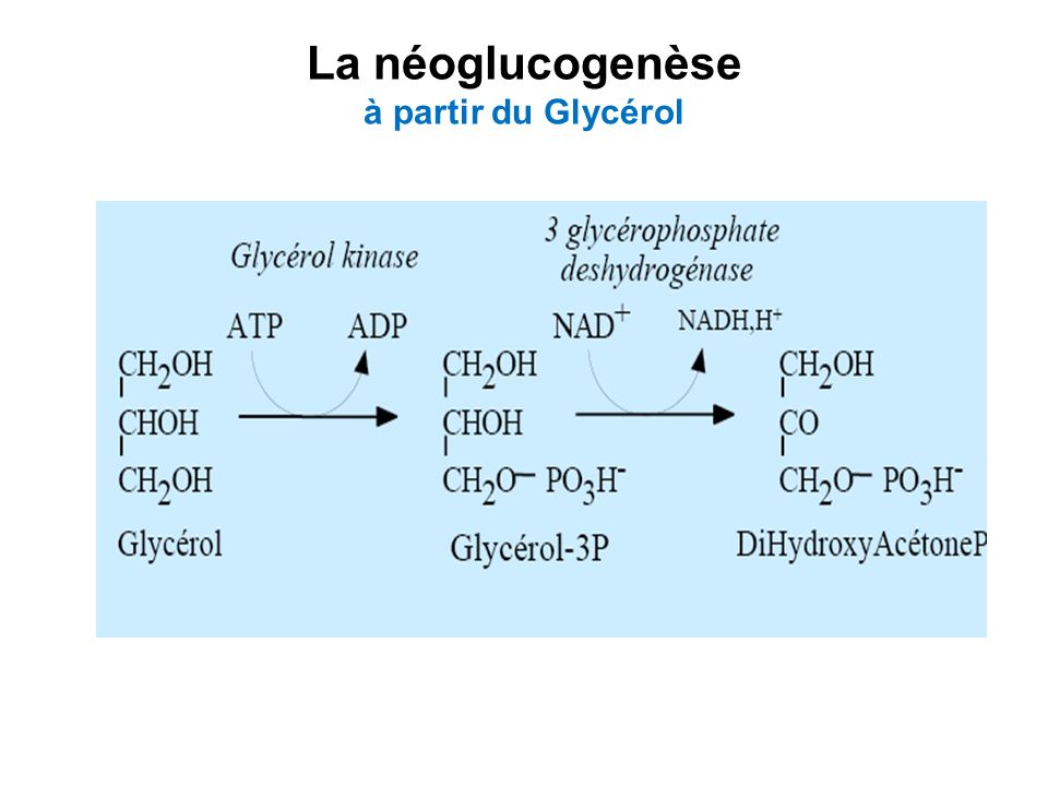 La néoglucogenèse à partir du Glycérol