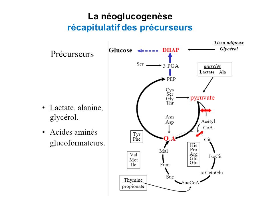 La néoglucogenèse récapitulatif des précurseurs