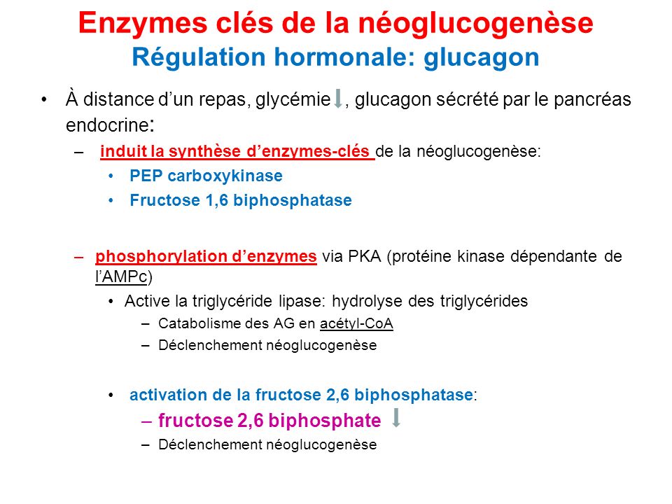 Enzymes clés de la néoglucogenèse Régulation hormonale: glucagon
