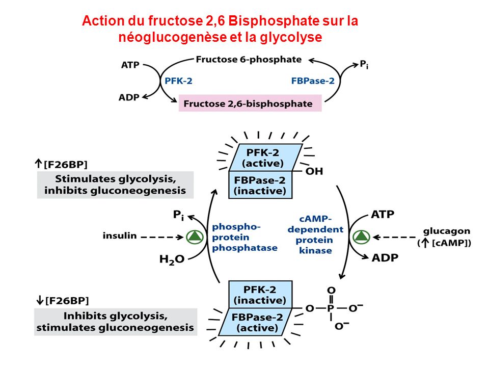Action du fructose 2,6 Bisphosphate sur la néoglucogenèse et la glycolyse