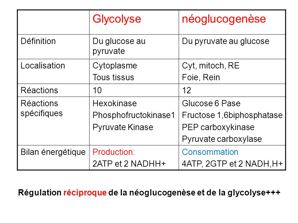 Glycolyse néoglucogenèse Définition Du glucose au pyruvate