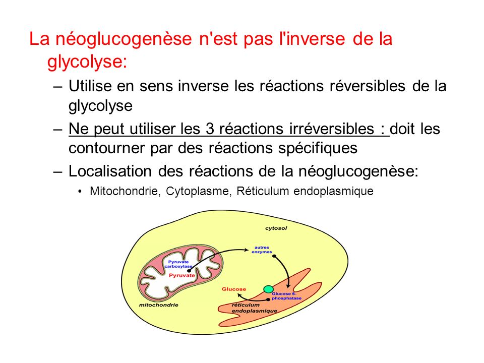 La néoglucogenèse n est pas l inverse de la glycolyse: