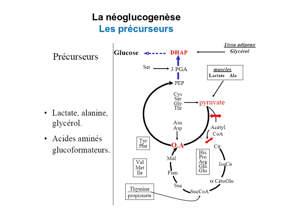 La néoglucogenèse Les précurseurs