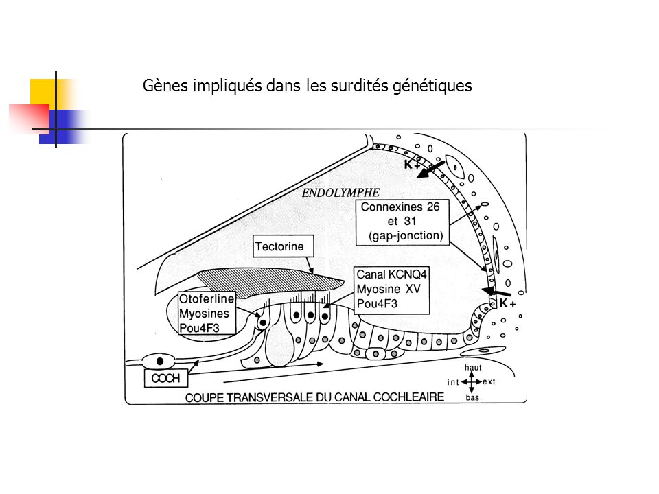 Les surdités de perception de lenfant ppt télécharger