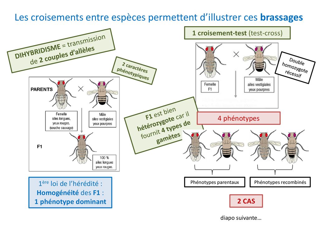 T1a 1 Le Brassage Génétique Et La Diversification Des Génomes Ppt Télécharger 3639