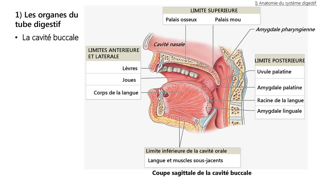 limites de la cavité nasale