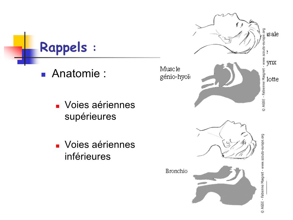 Rappels : Anatomie : Voies aériennes supérieures