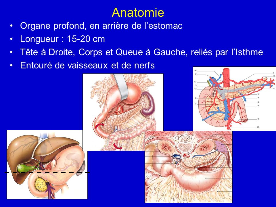 Anatomie Organe profond, en arrière de l’estomac Longueur : cm