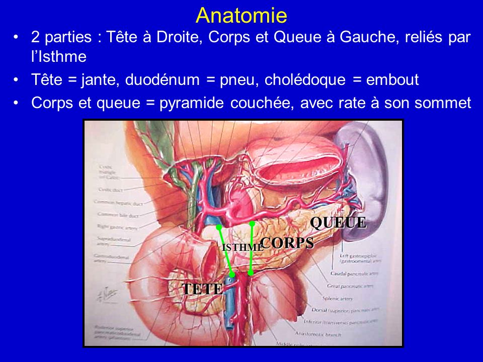 Anatomie 2 parties : Tête à Droite, Corps et Queue à Gauche, reliés par l’Isthme. Tête = jante, duodénum = pneu, cholédoque = embout.