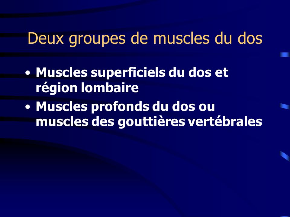 Deux groupes de muscles du dos