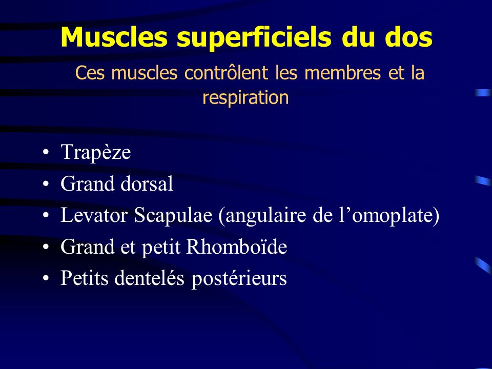 Muscles superficiels du dos Ces muscles contrôlent les membres et la respiration