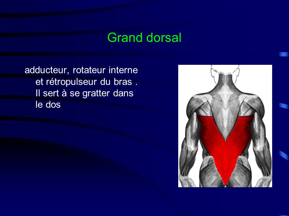 Grand dorsal adducteur, rotateur interne et rétropulseur du bras . Il sert à se gratter dans le dos