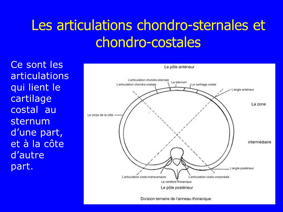 Les articulations chondro-sternales et chondro-costales
