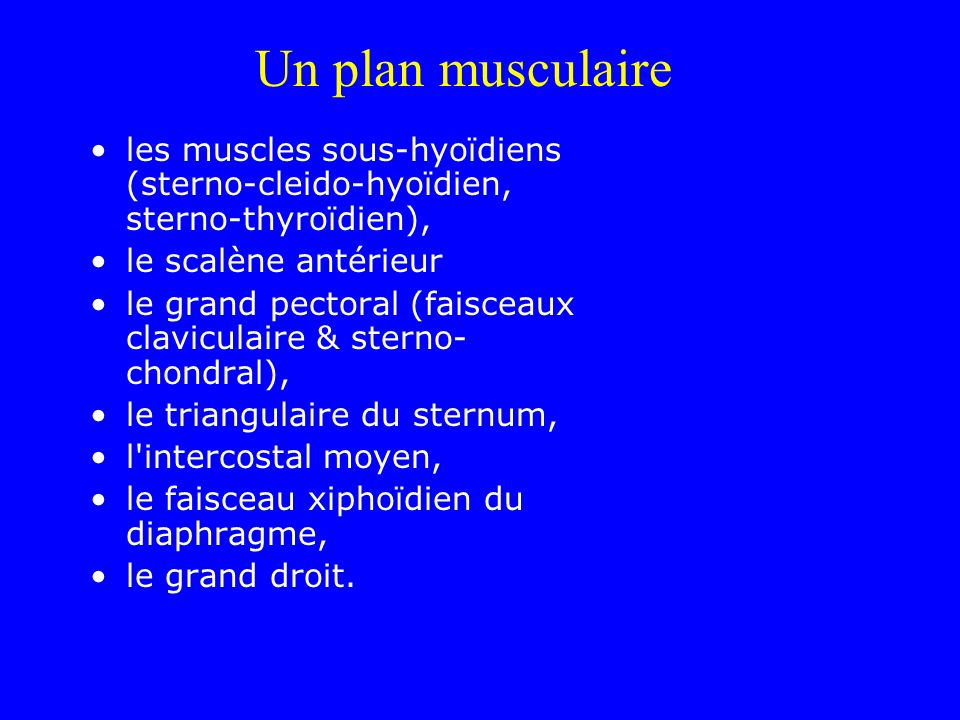 Un plan musculaire les muscles sous-hyoïdiens (sterno-cleido-hyoïdien, sterno-thyroïdien), le scalène antérieur.