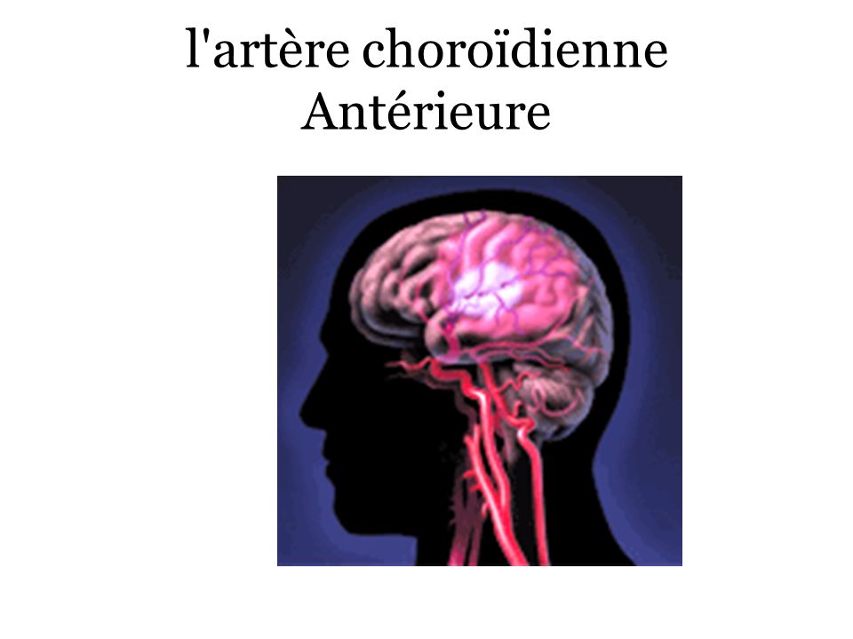 l artère choroïdienne Antérieure