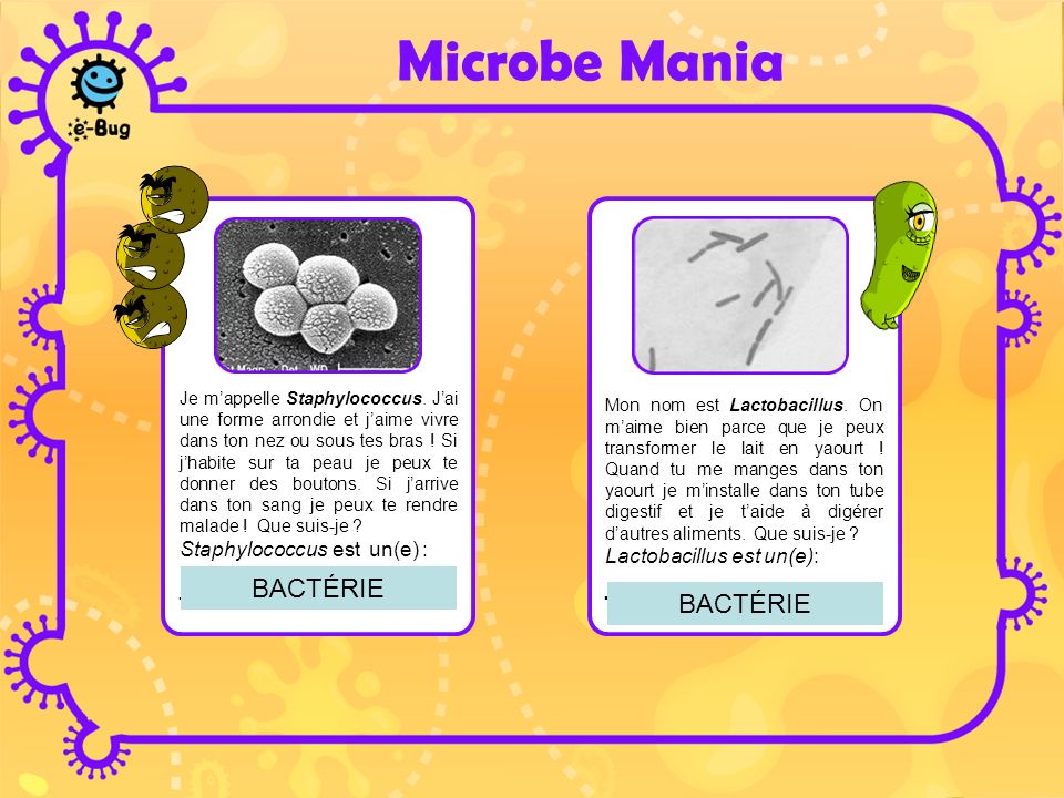 Microbe Mania ___________ ___________ BACTÉRIE BACTÉRIE