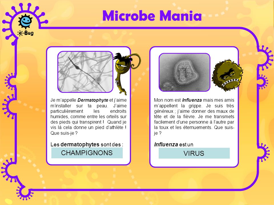 Microbe Mania CHAMPIGNONS VIRUS Les dermatophytes sont des :