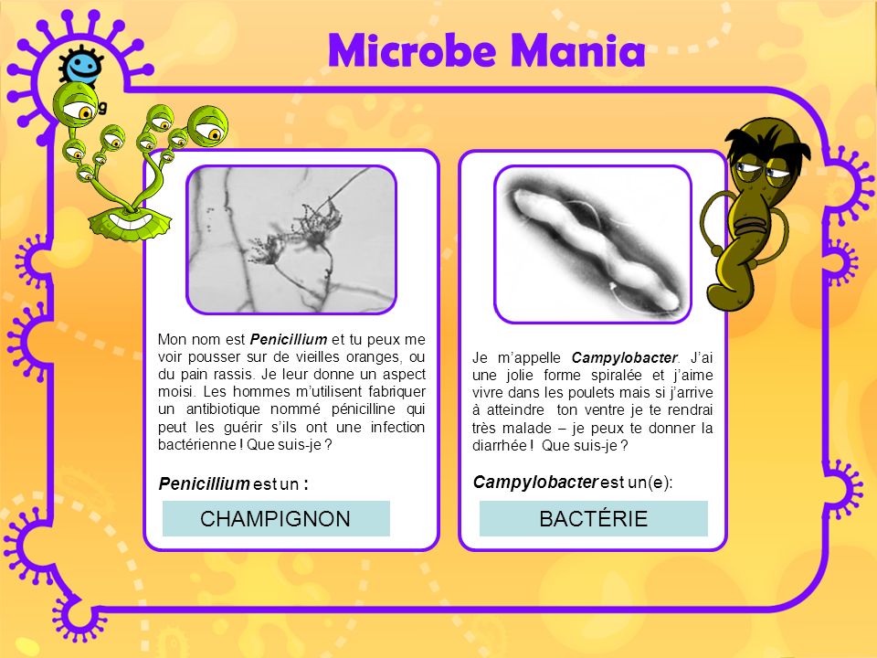 Microbe Mania CHAMPIGNON BACTÉRIE Penicillium est un :