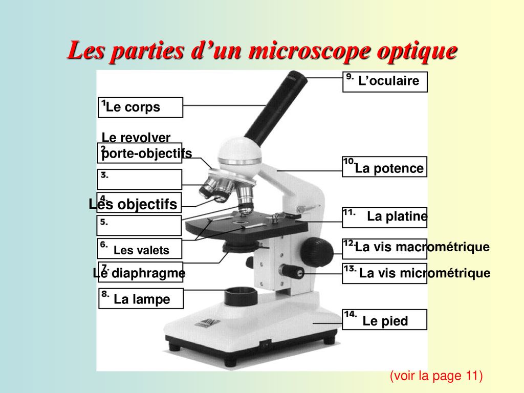 Lobservation Des Cellules Ppt T L Charger