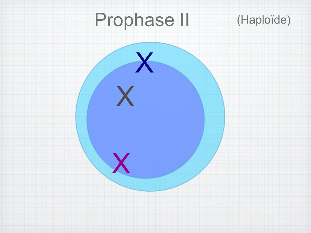 Prophase II (Haploïde) X
