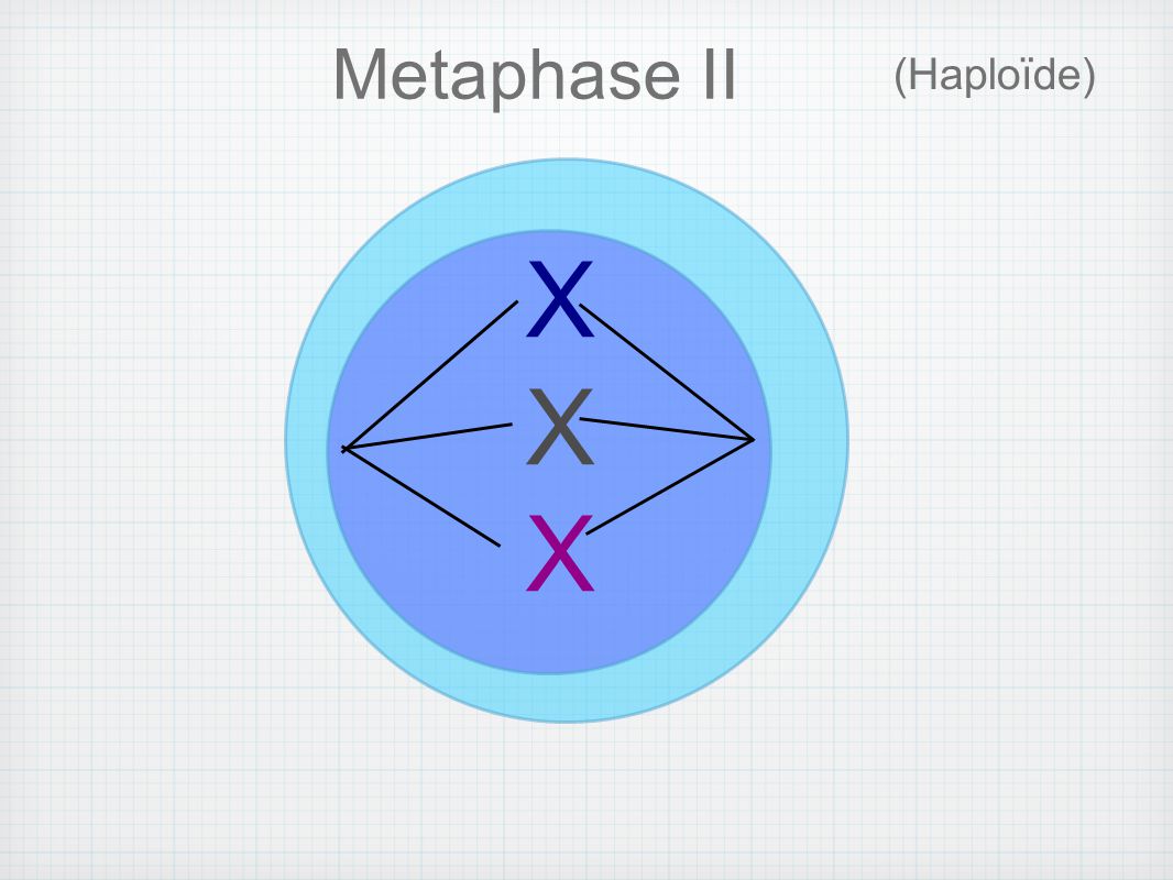 Metaphase II (Haploïde) X