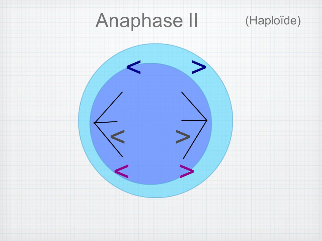 Anaphase II (Haploïde) < >