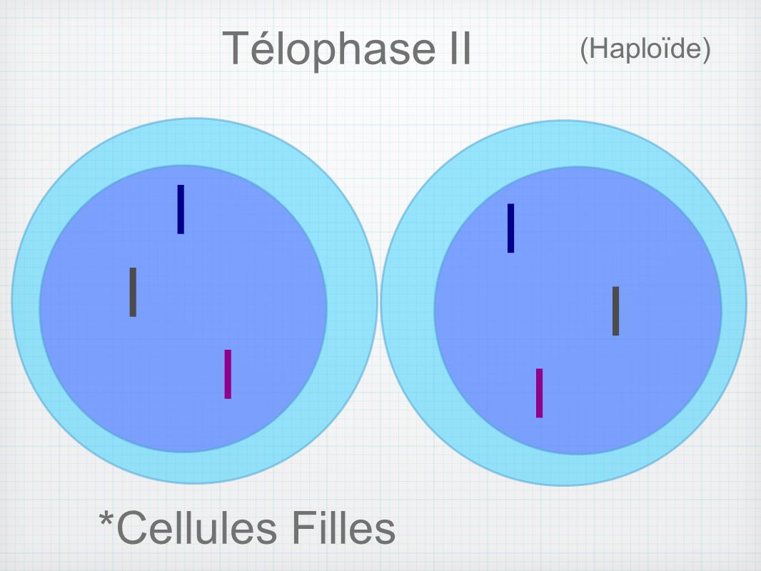 Télophase II (Haploïde) I I *Cellules Filles