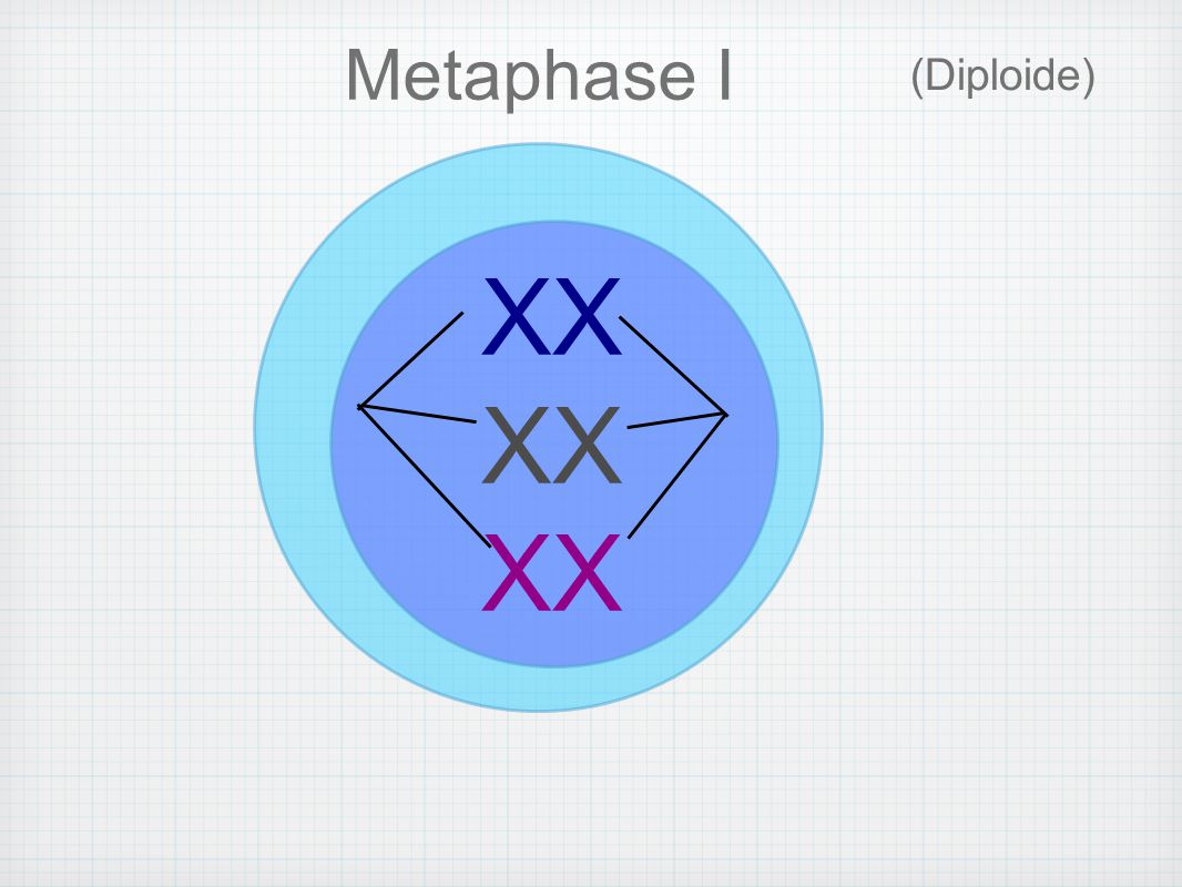 Metaphase I (Diploide) XX