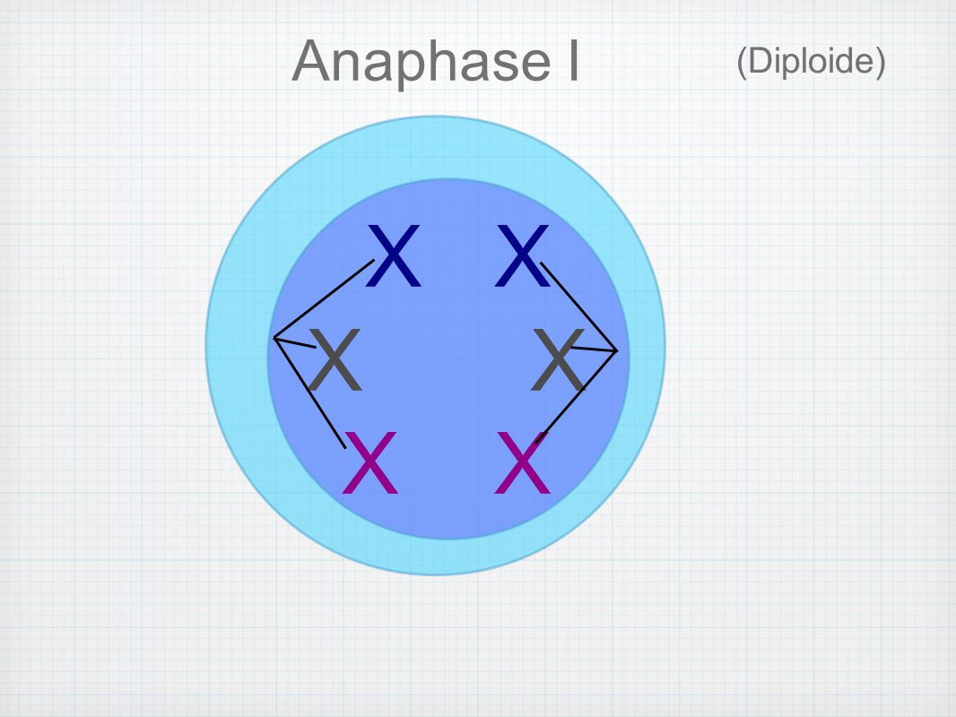 Anaphase I (Diploide) X X X X X X
