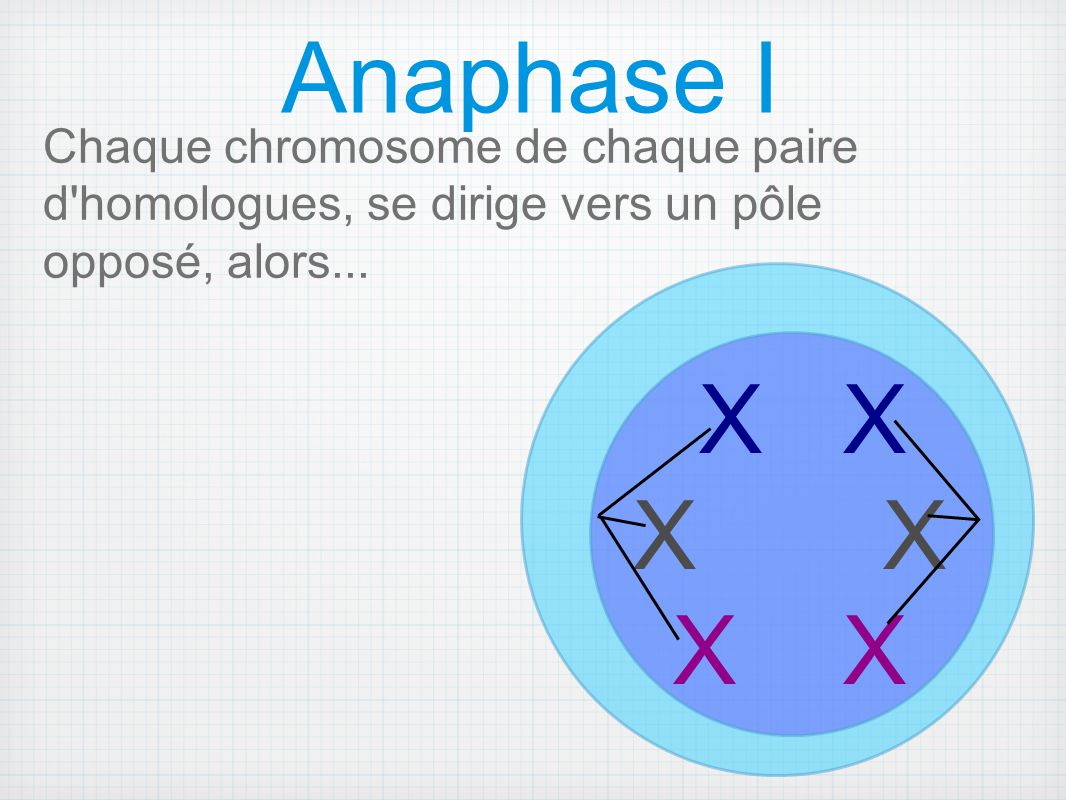Anaphase I Chaque chromosome de chaque paire d homologues, se dirige vers un pôle opposé, alors... X X.