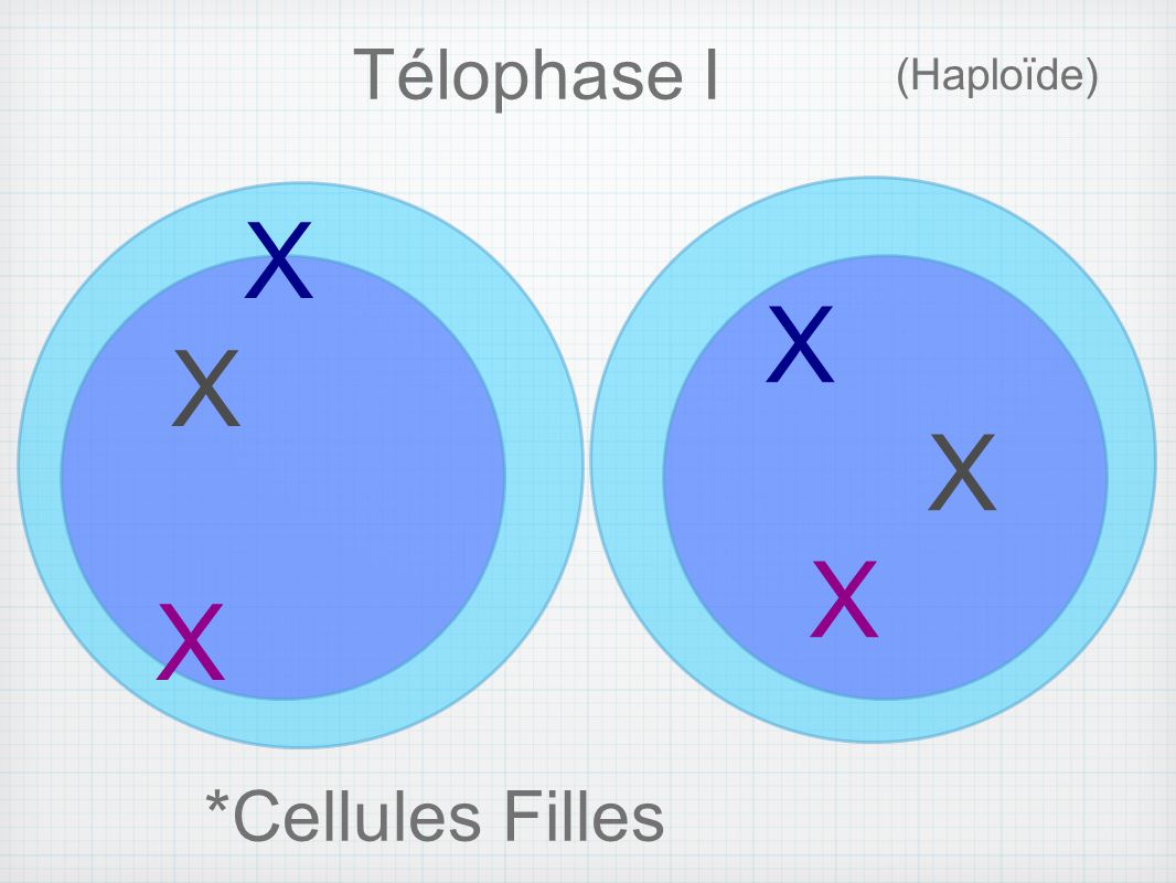 Télophase I (Haploïde) X X *Cellules Filles