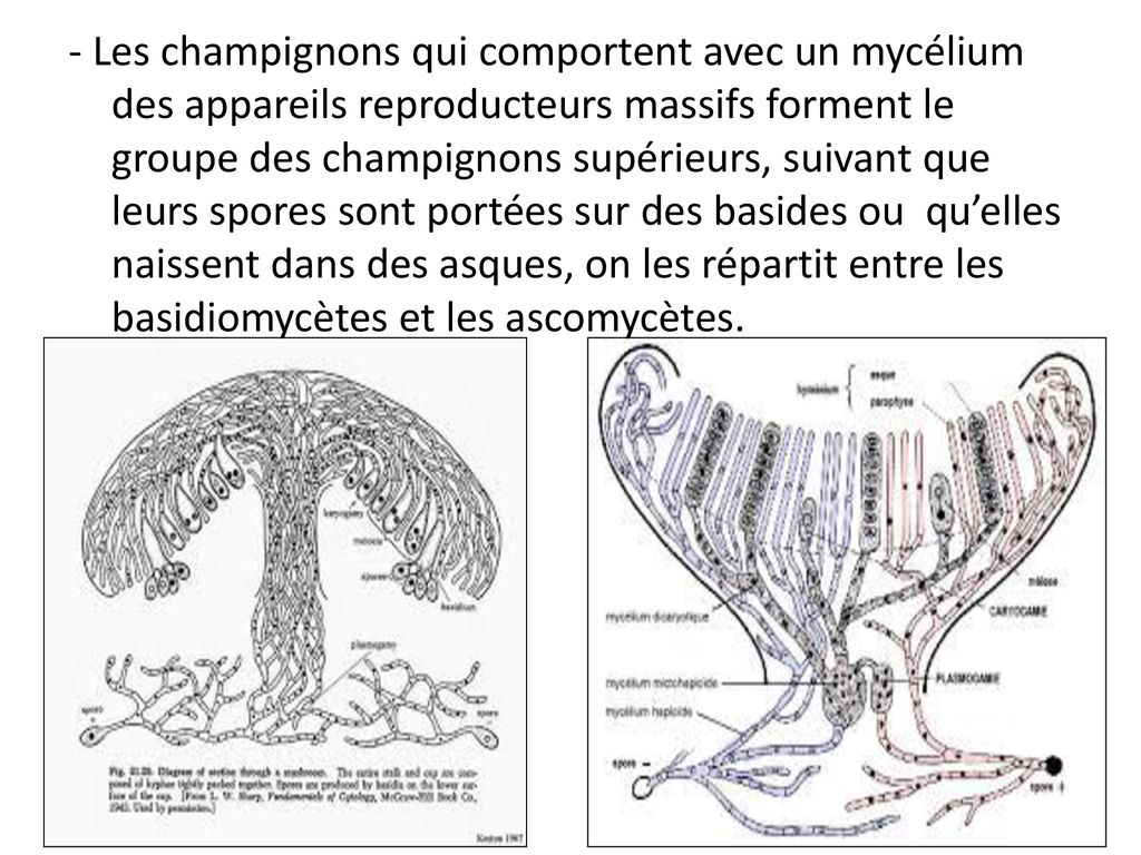 Biologie Simplifiée - Qu'est-ce qu'un #mycélium