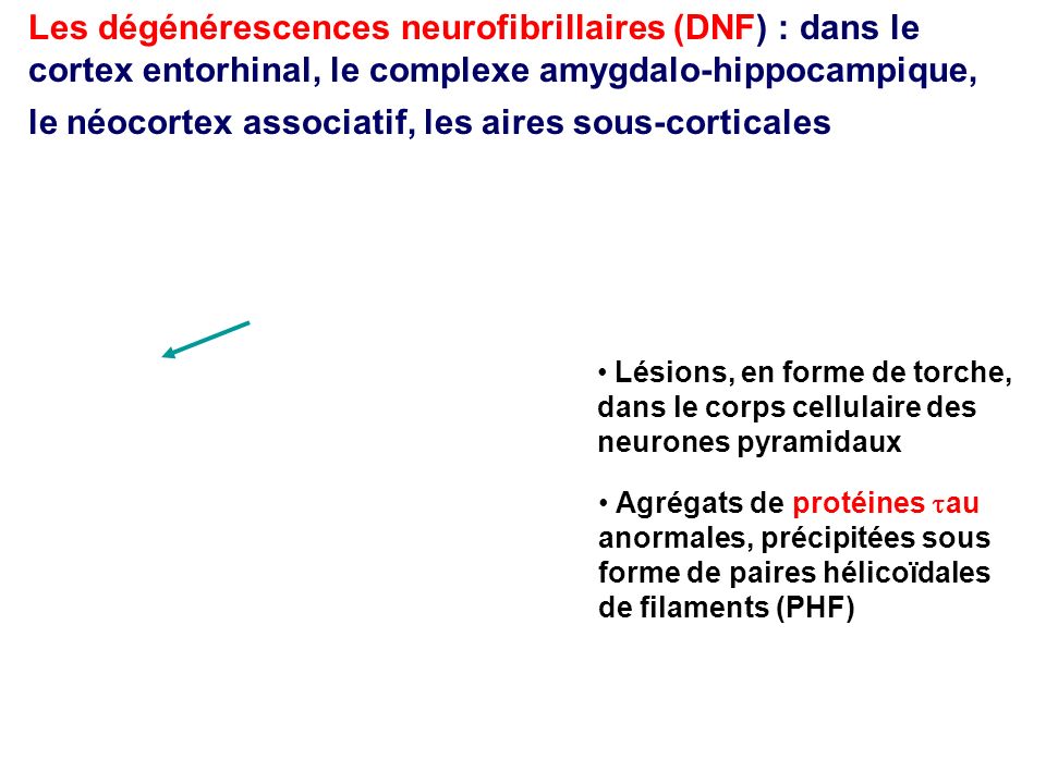 Les dégénérescences neurofibrillaires (DNF) : dans le cortex entorhinal, le complexe amygdalo-hippocampique, le néocortex associatif, les aires sous-corticales
