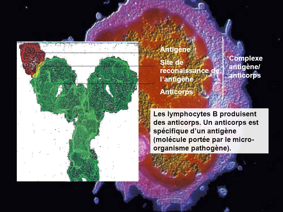 Antigène Site de reconaissance de l’antigène. Anticorps. Complexe antigène/anticorps.