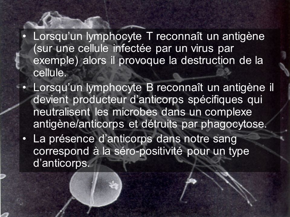 Lorsqu’un lymphocyte T reconnaît un antigène (sur une cellule infectée par un virus par exemple) alors il provoque la destruction de la cellule.