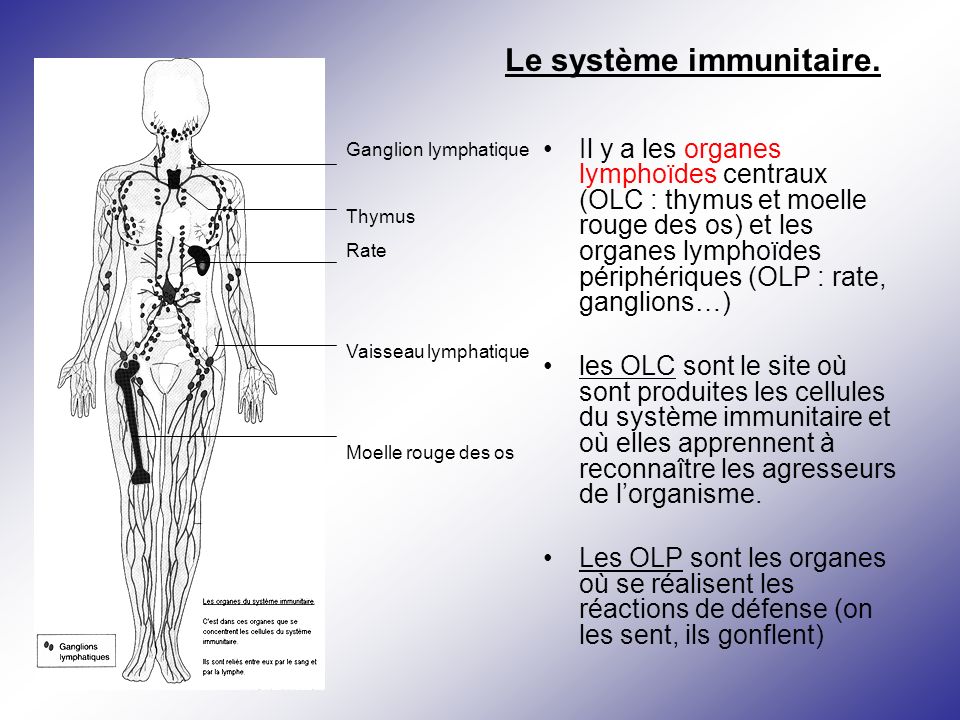 Le système immunitaire.