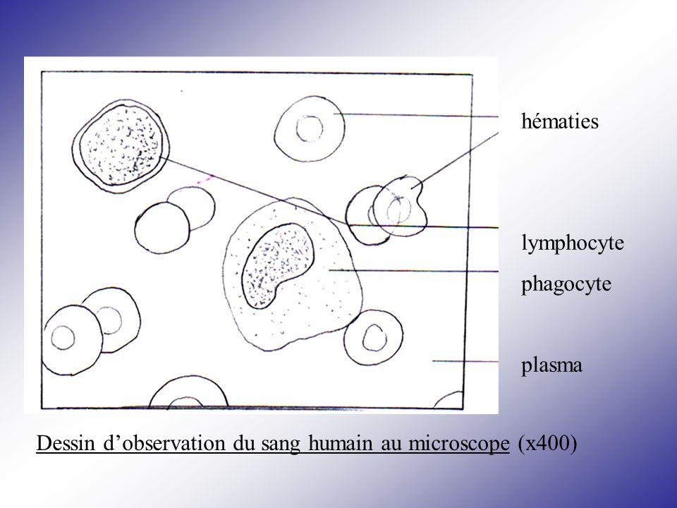 hématies lymphocyte phagocyte plasma Dessin d’observation du sang humain au microscope (x400)