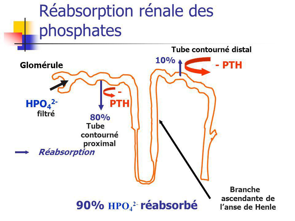 Réabsorption rénale des phosphates